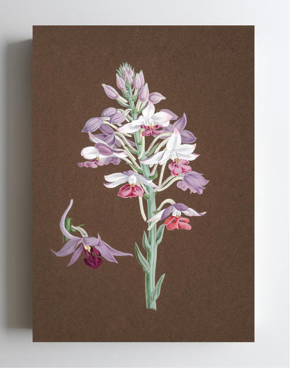 Calanthe Dominii
