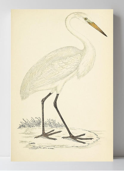 Great White Heron