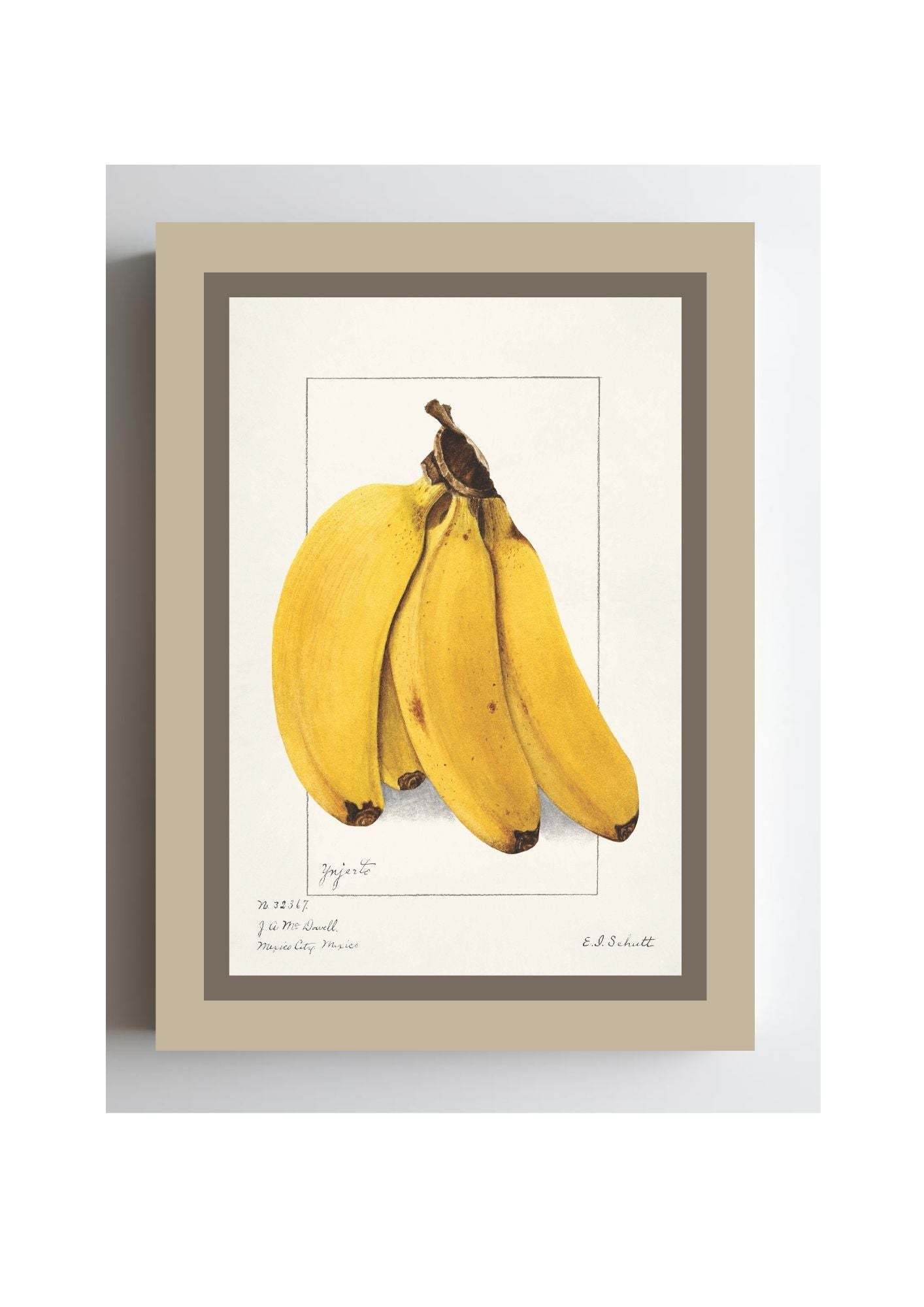 Bananas Musa