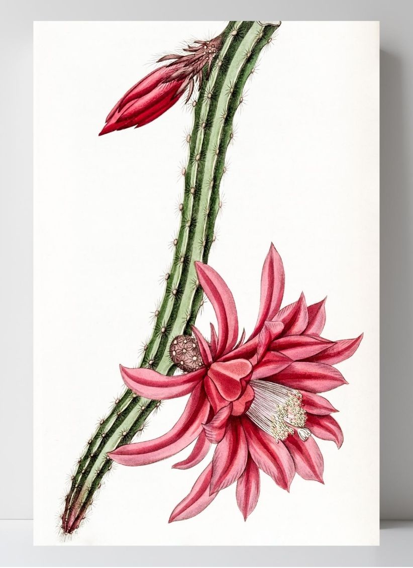 Crimson Creeping Cereus