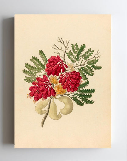 Schotia Speciosa (Schotia Affra)
