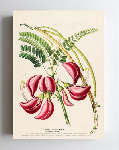 Le Colibri Végétal Agathi