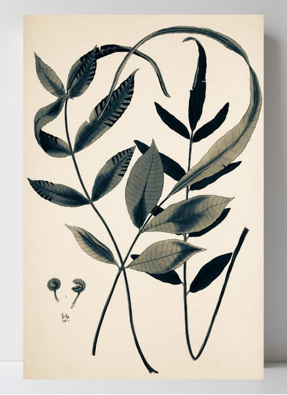 Acrostichum Flagelliferum