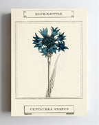 Blue-Bottle