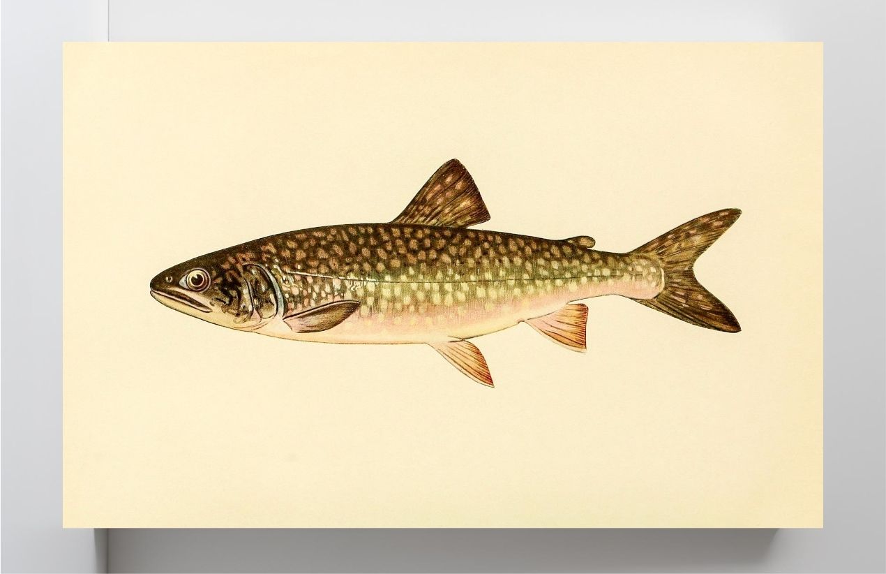 The Great Lake Trout (Adult Male) Christivomer-Namaycush