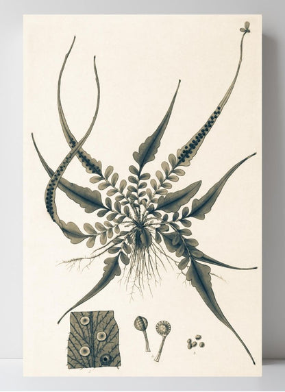 Aspidium Rhizophyllum