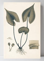 Lindsaea Sagittata