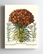 Orange lily, Pink lesser centaury, White centaury