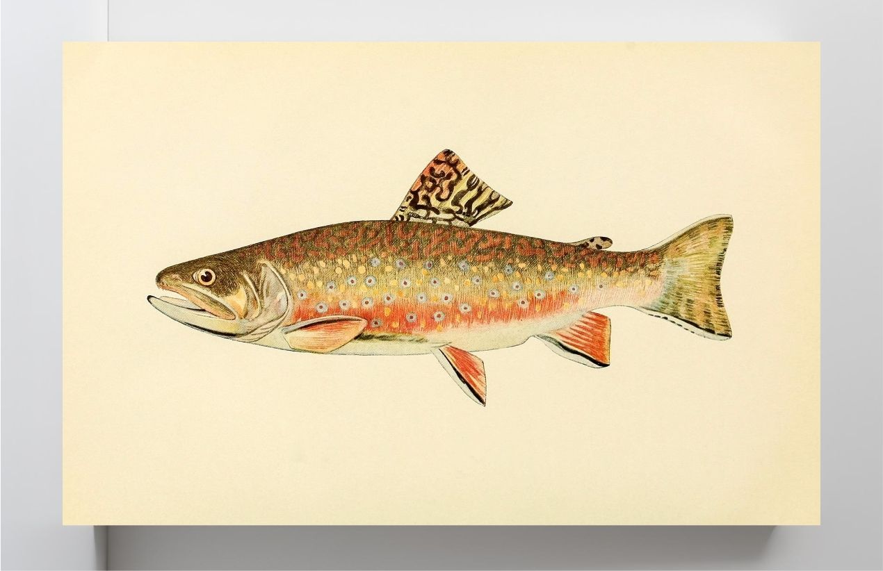 The Brook Trout (Adult Male) Salvelinus-Fontinalis (breeding season coloration)
