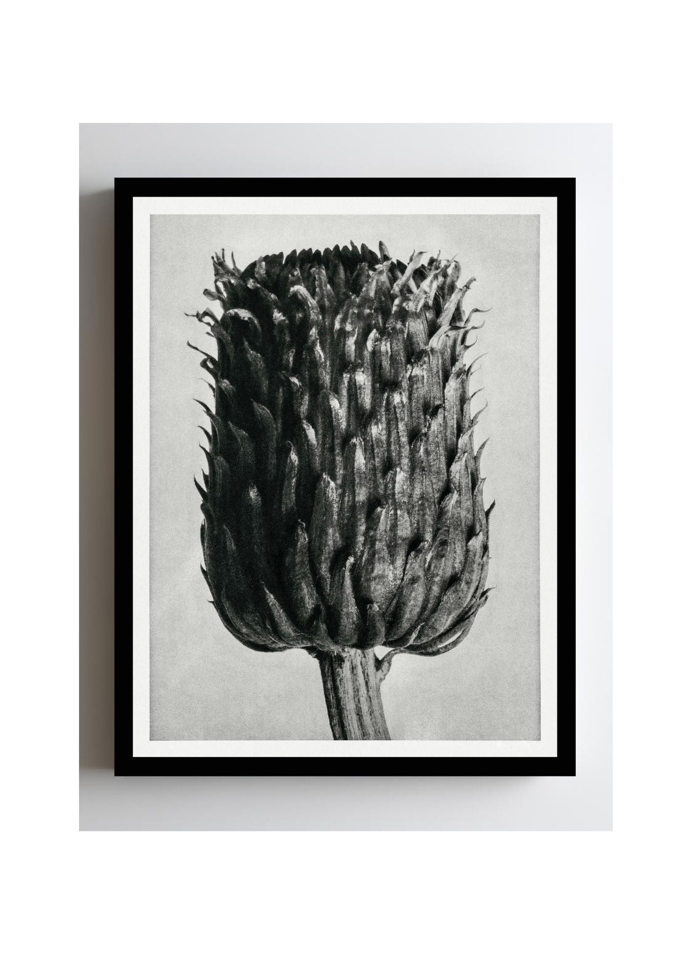 Cirsium Canum (Thistle) Flower Head