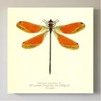 Euthore Mirabilis (male)