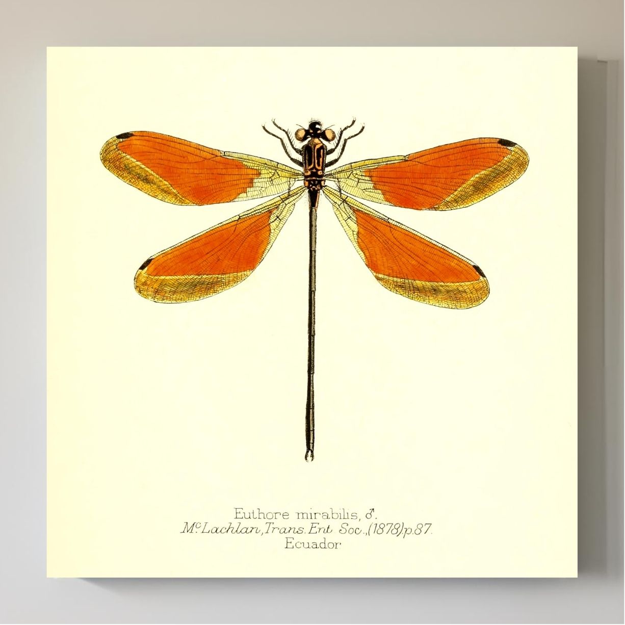 Euthore Mirabilis (male)