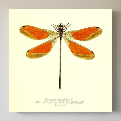 Euthore Mirabilis (male)