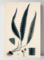 Polypodium Scolopendrioides
