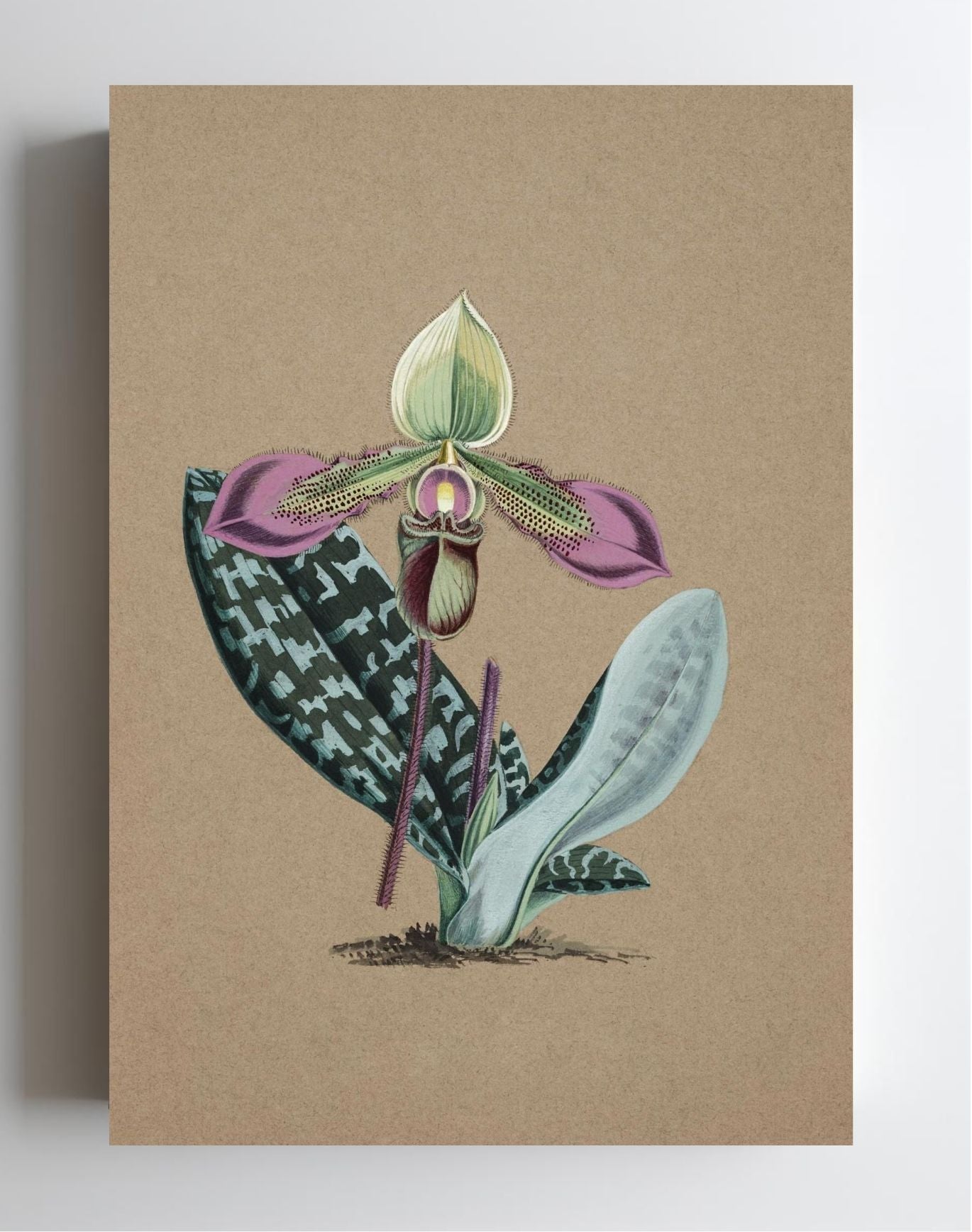 Cypripedium Hookerae