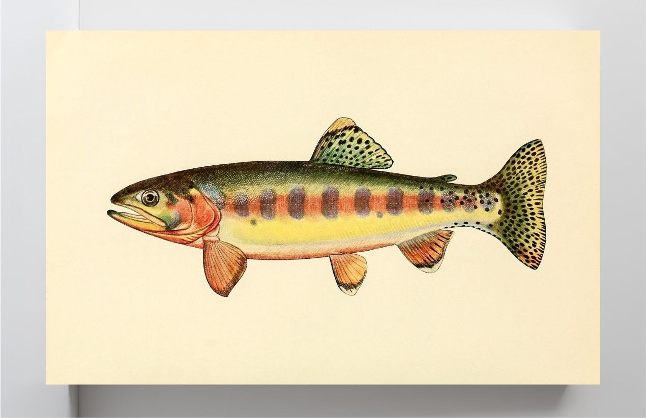 The Golden Trout of Volcano Creek, California