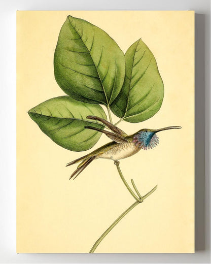 Mexican-Star Hummingbird