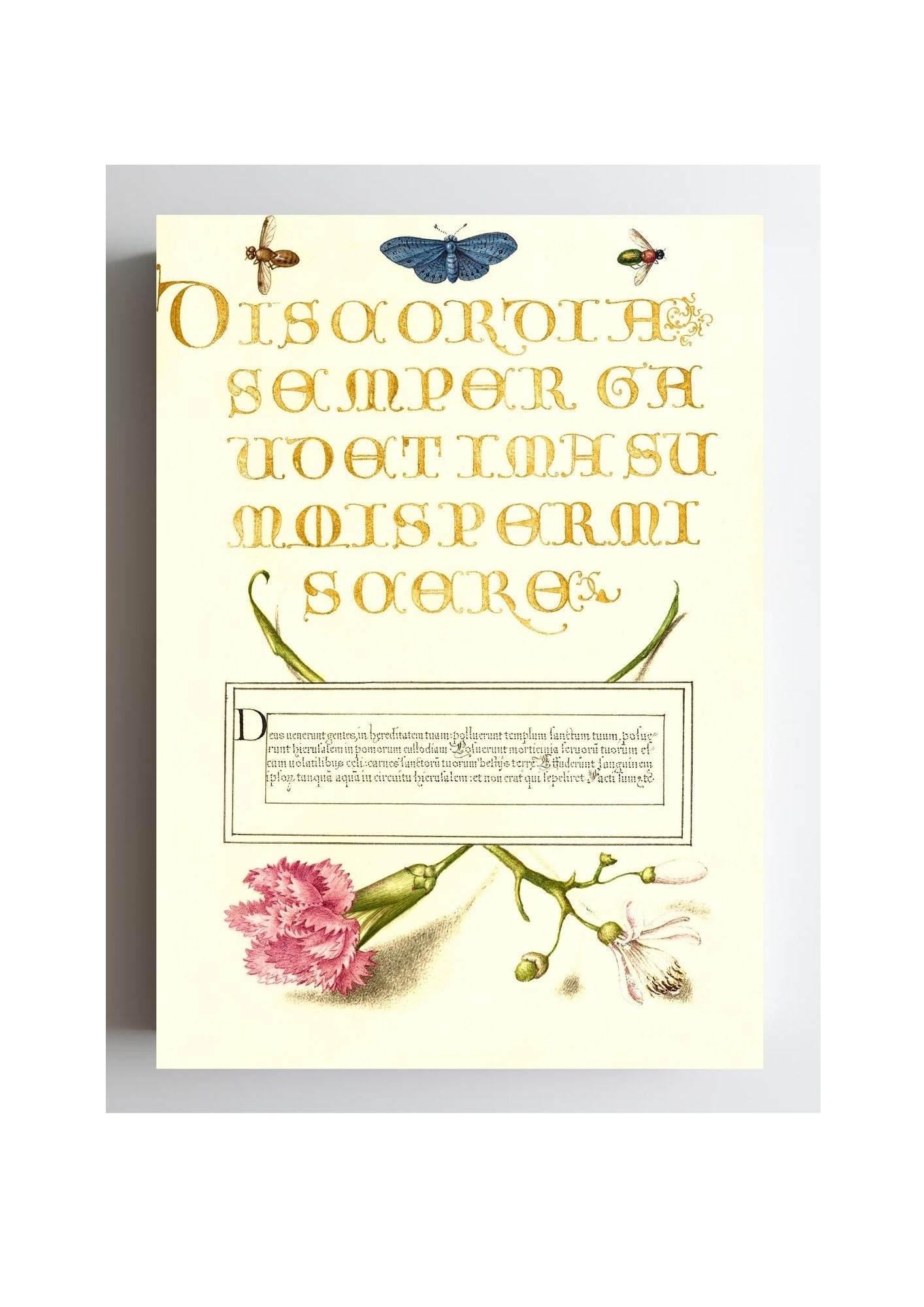 Insects, Carnation, and Judas Tree