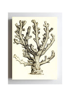 Caryophillia ramea
