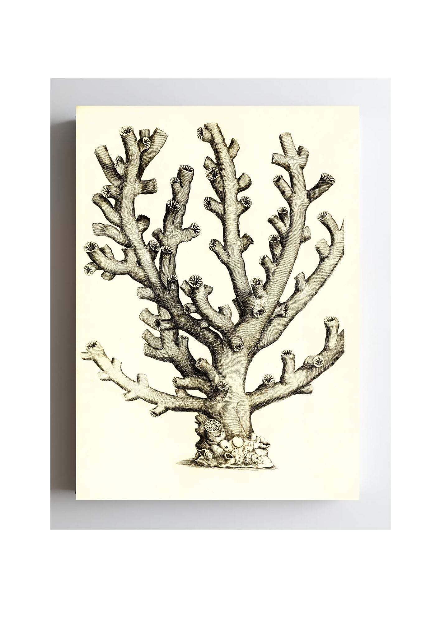 Caryophillia ramea