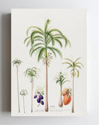 Palmier (Palma Areca)