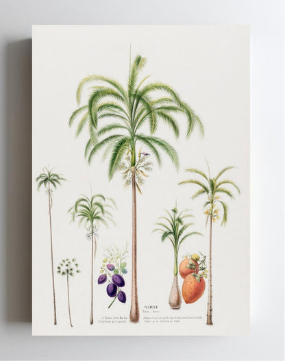 Palmier (Palma Areca)