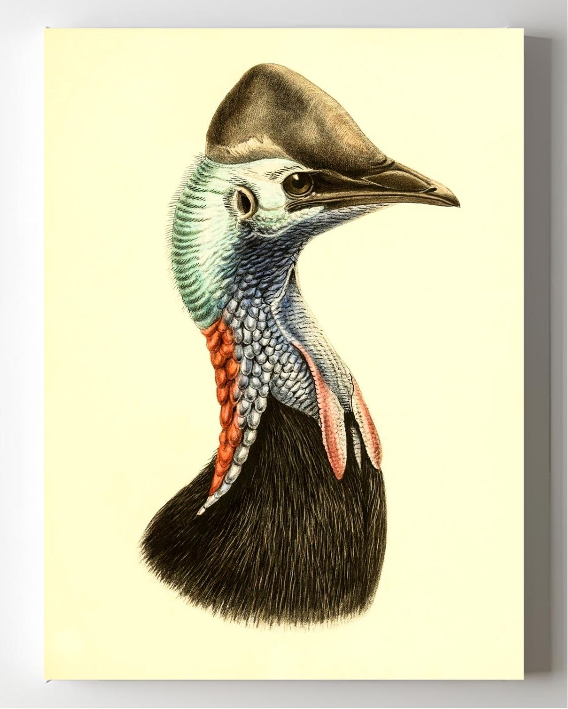Casuarius Casuarius Salvadorii