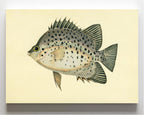 Chaetodon Atro-Maculatus