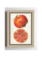 Pomegranates Punica Granatum