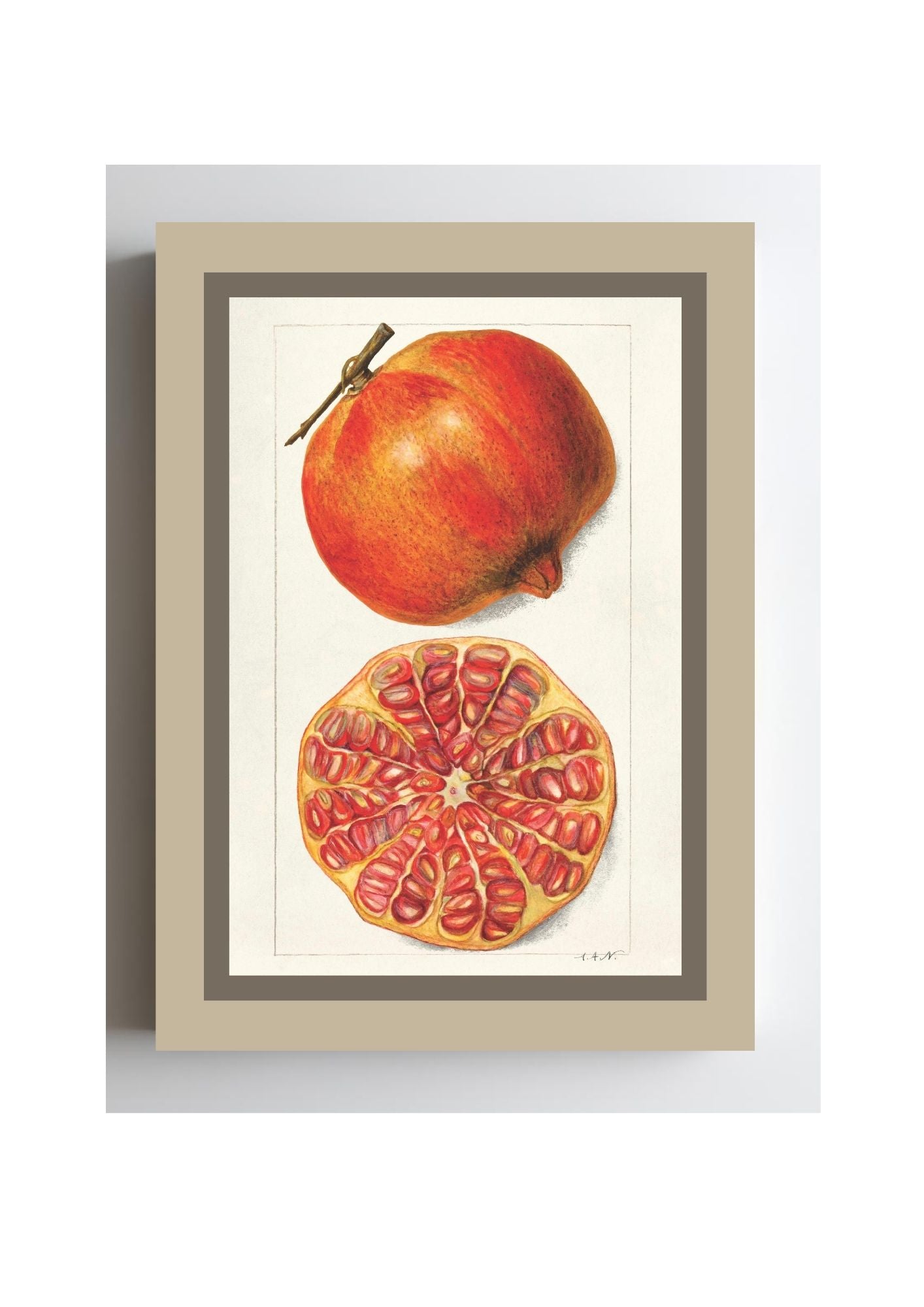 Pomegranates Punica Granatum