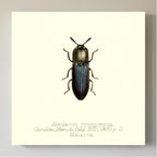 Alaolacon Cyanipennis