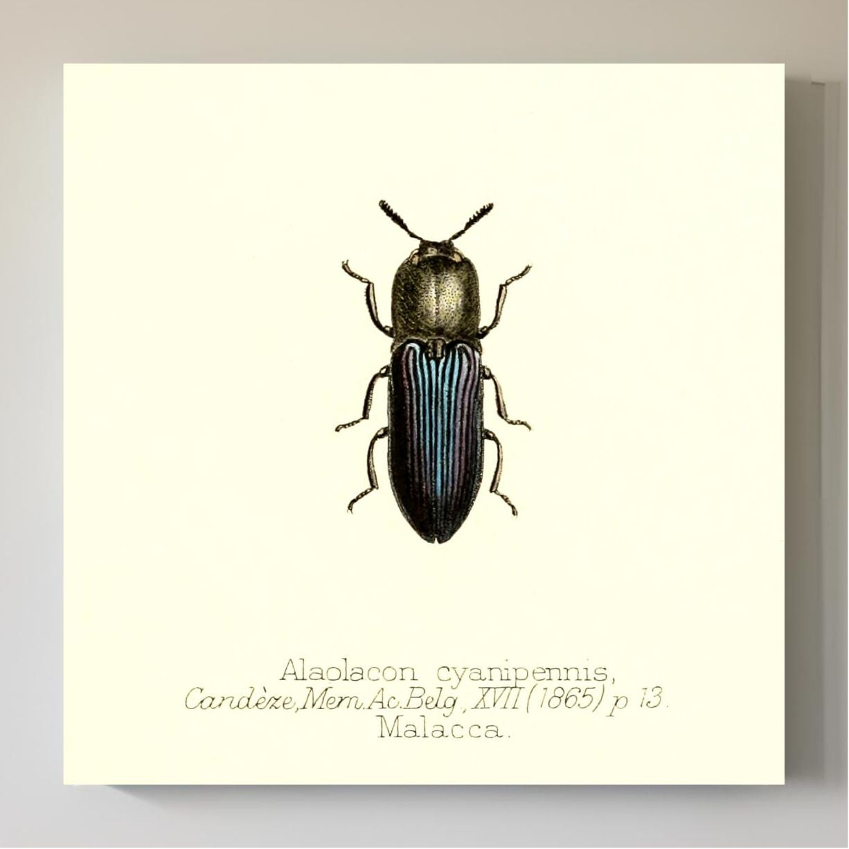 Alaolacon Cyanipennis