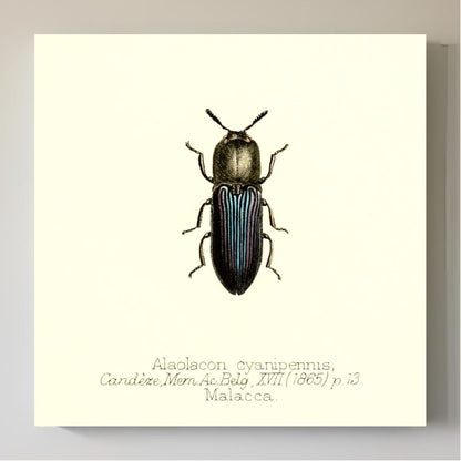 Alaolacon Cyanipennis