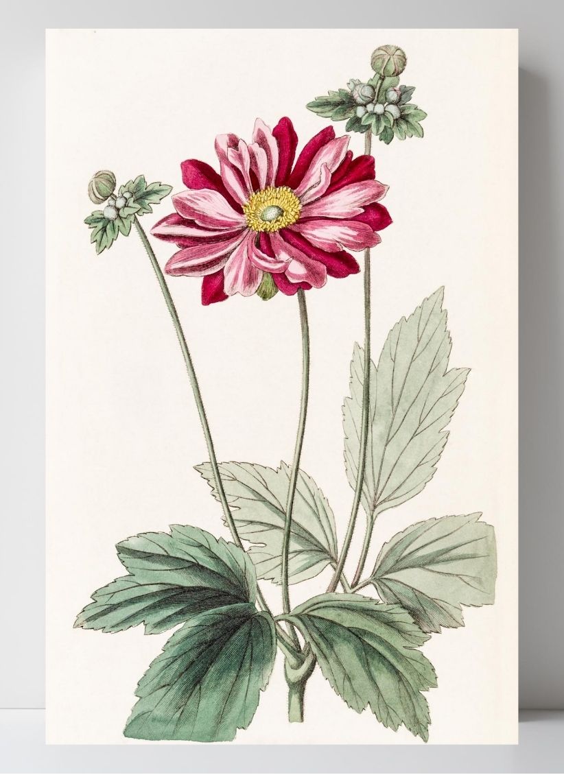 Japanese Anemone