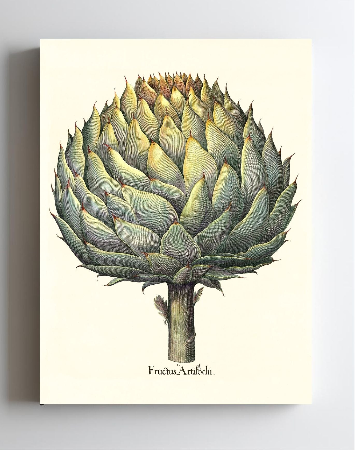 Italian artichoke head