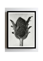 Papaver orientale (Oriental Poppy)
