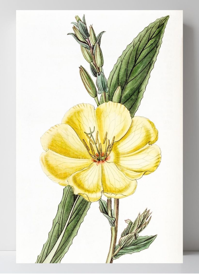 Large-Flowered Biennial Evening Primrose