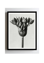 Allium Ostroroskianum (Ornamental Onion)