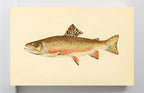 The Brook Trout (Adult Male) Salvelinus-Fontinalis (early fall coloration)