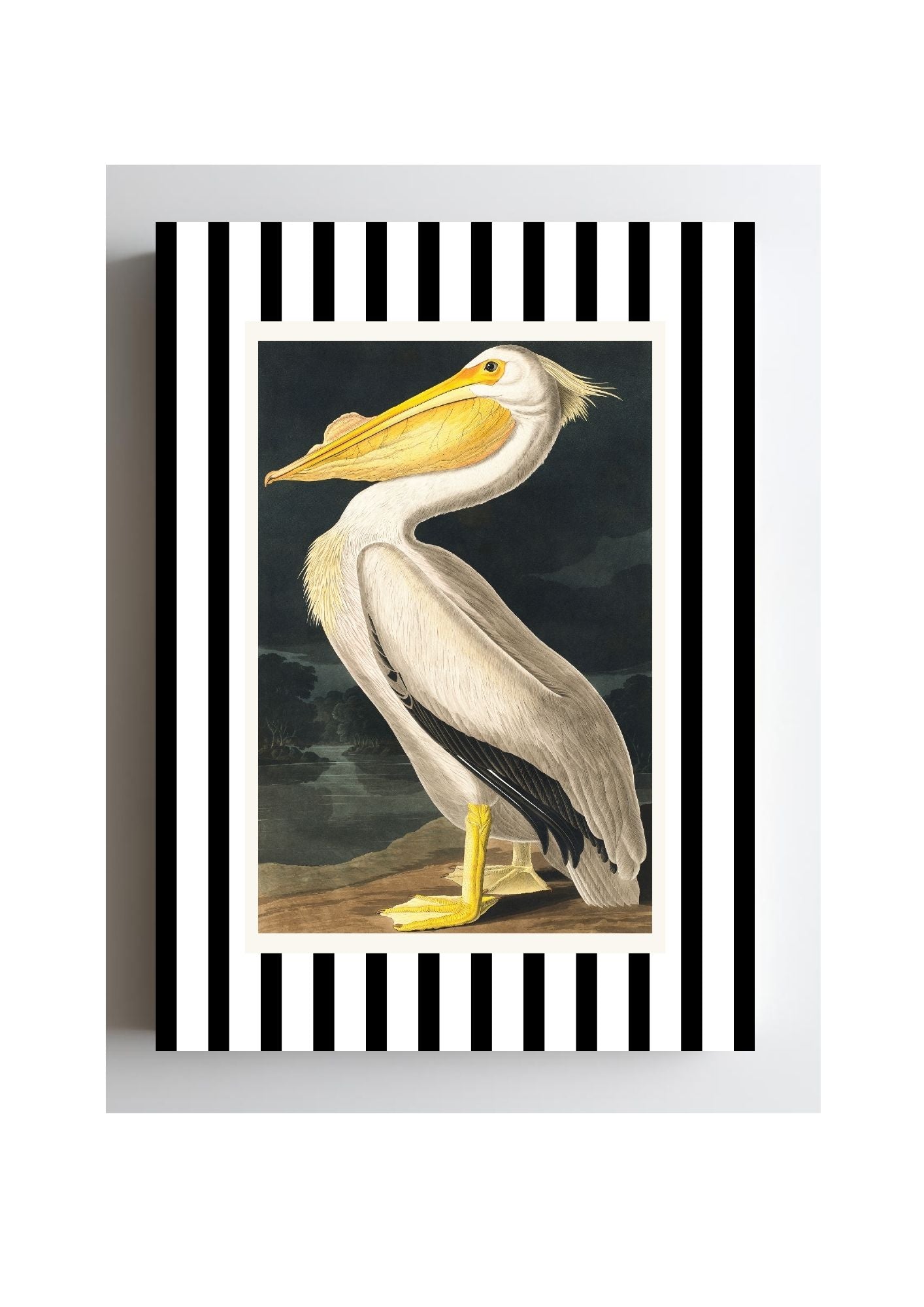 American White Pelican