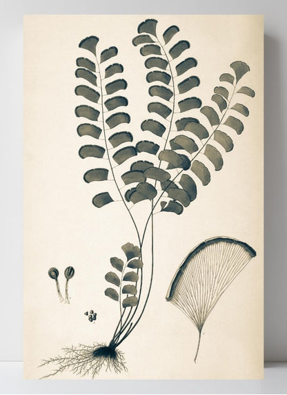 Adiantum Lunulatum