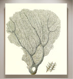 Gorgonia flabellum