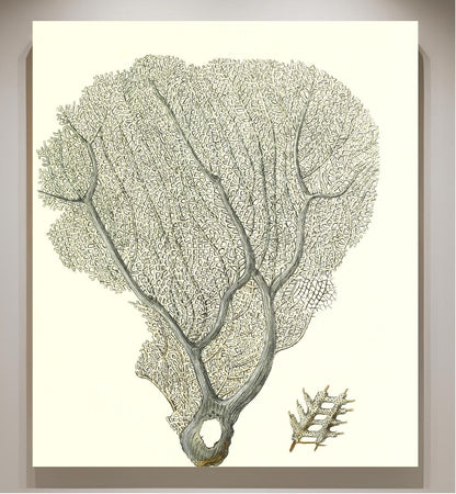 Gorgonia flabellum