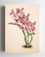 Dendrobium Parishii