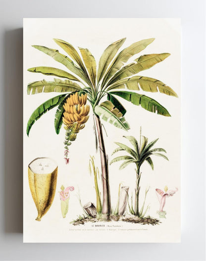 Le Bananier (Musa Paradisica)