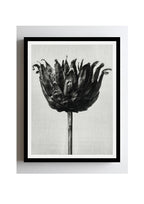 Centaurea Ruthenica (Star Thistle)