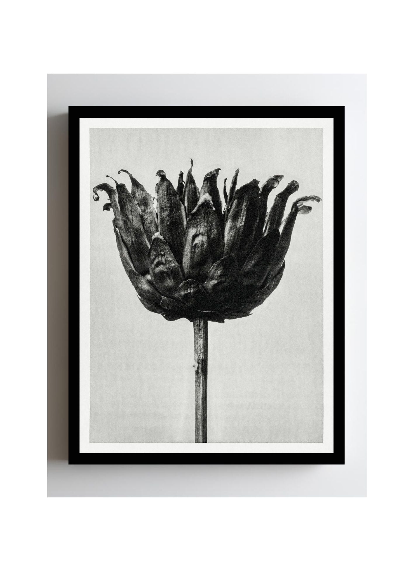 Centaurea Ruthenica (Star Thistle)