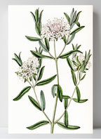 Forest Pimelea