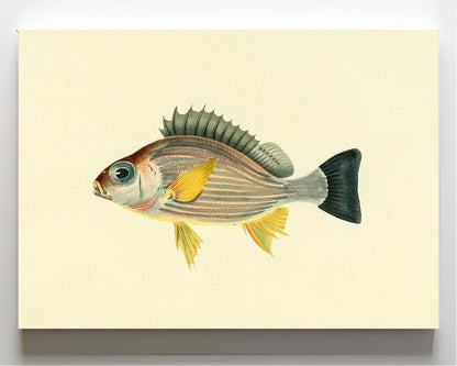 Holocentrus Argenteus