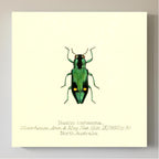 Nascio Carissima